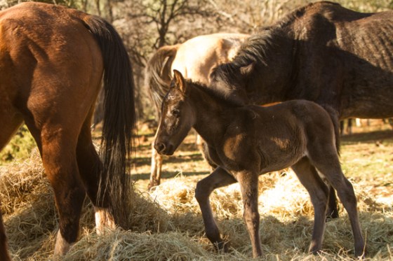 untitledNov 12_-442DGoldens