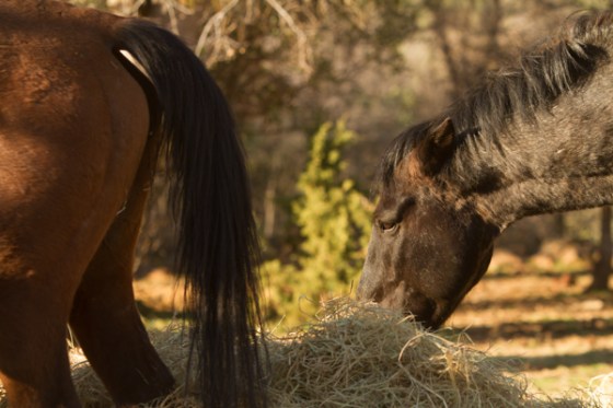 untitledNov 12_-446DGoldens