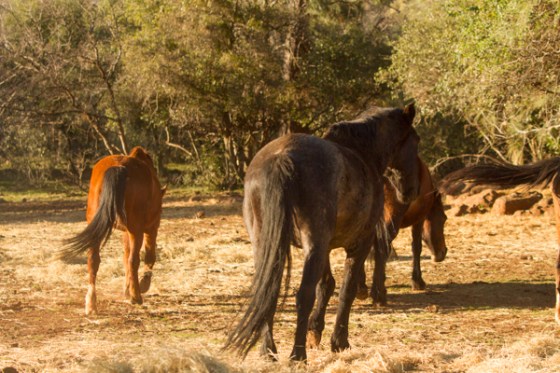 untitledNov 12_-449DGoldens