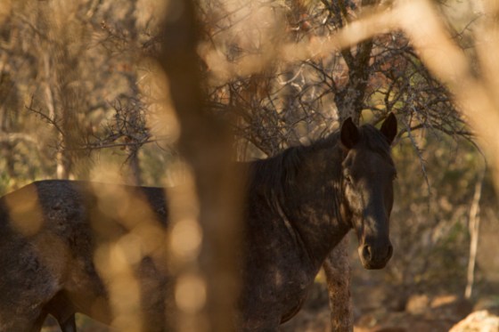 untitledNov 12_-453DGoldens