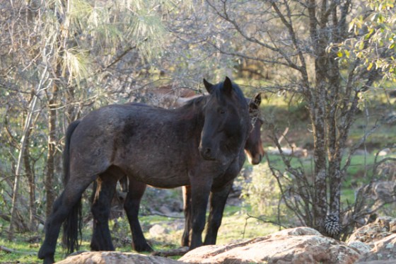 untitledNov 12_-481DGoldens