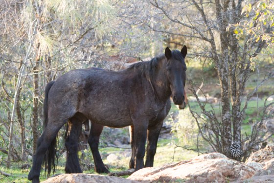 untitledNov 12_-483DGoldens