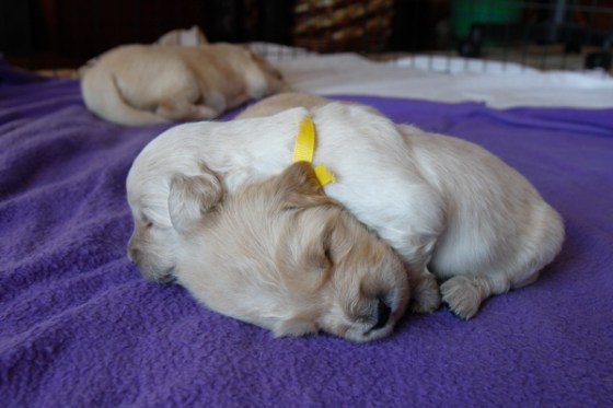 untitledNov 12_-70DGoldens