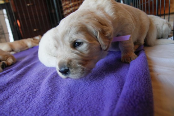 untitledNov 12_-77DGoldens-2