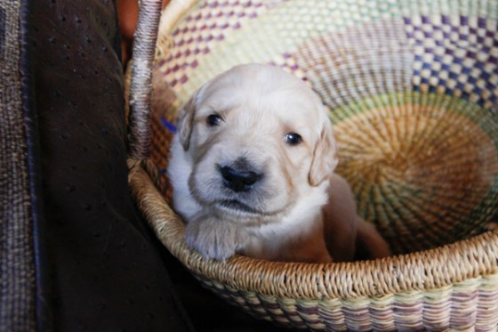 untitledNov 12_-77DGoldens