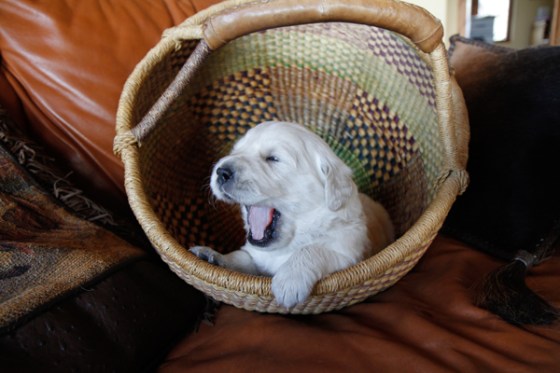 untitledNov 12_-7DGoldens