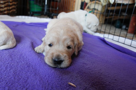 untitledNov 12_-85DGoldens