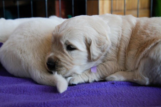 untitledNov 12_-87DGoldens