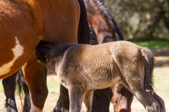 untitledNov 12_-88DGoldens