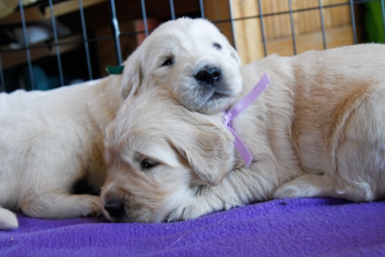 untitledNov 12_-92DGoldens