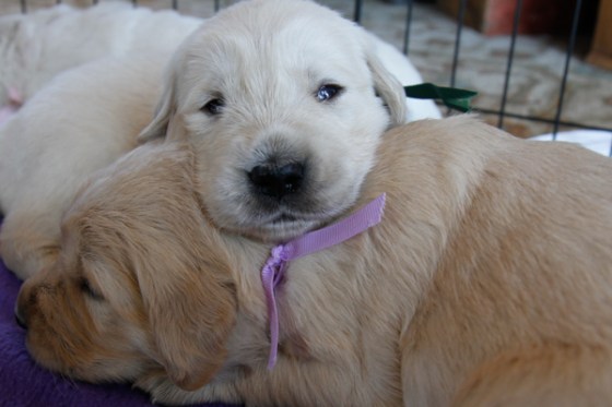 untitledNov 12_-97DGoldens