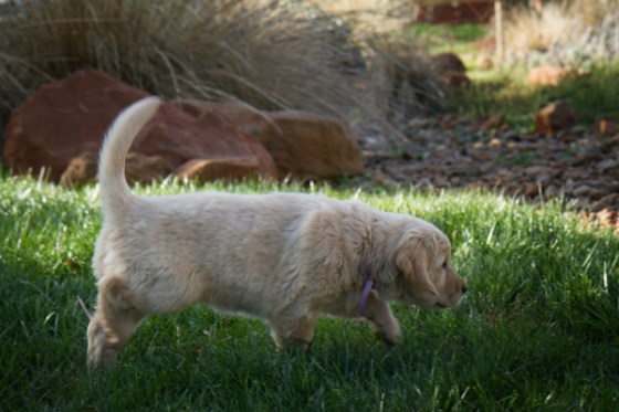 untitledNov 12_-102-EditDGoldens