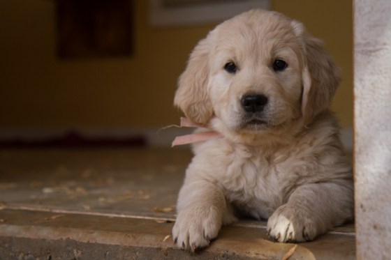 untitledNov 12_-117DGoldens