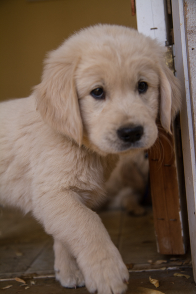 untitledNov 12_-126DGoldens