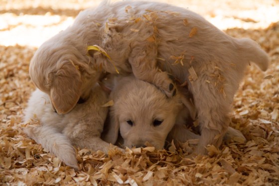 untitledNov 12_-140DGoldens