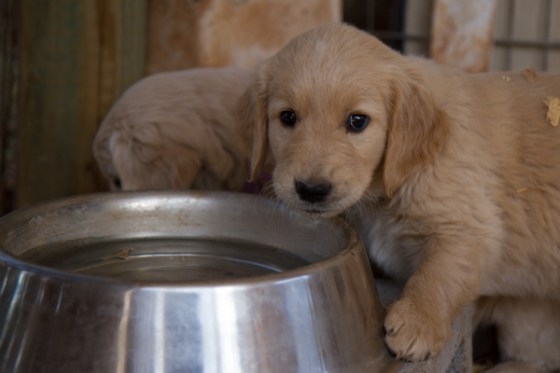 untitledNov 12_-154DGoldens