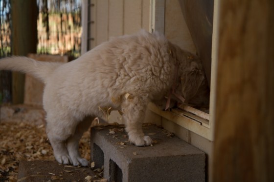 untitledNov 12_-188DGoldens