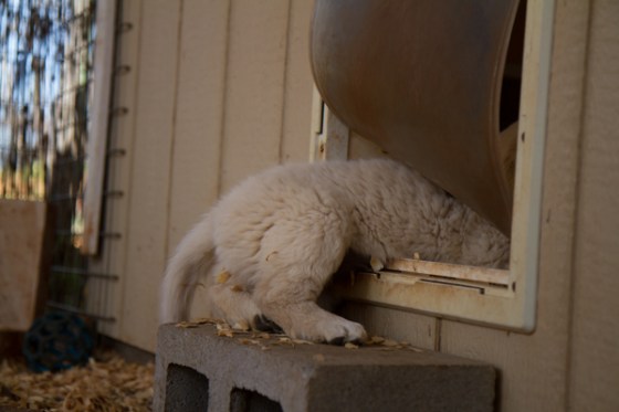 untitledNov 12_-191DGoldens