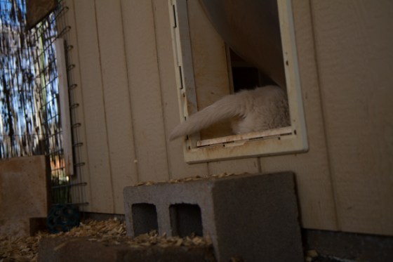 untitledNov 12_-193DGoldens