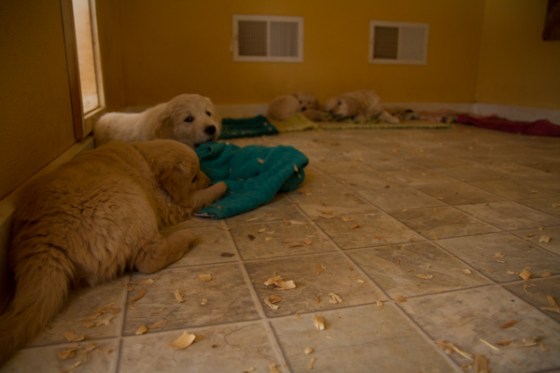 untitledNov 12_-199DGoldens