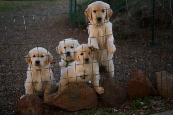 untitledNov 12_-23-EditDGoldens