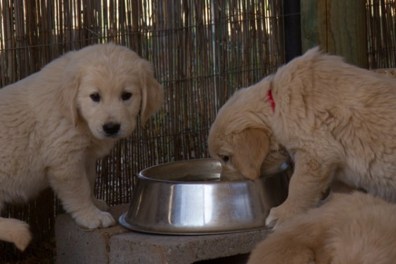 untitledNov 12_-44DGoldens