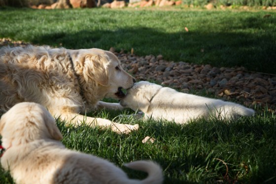 untitledNov 12_-61-EditDGoldens