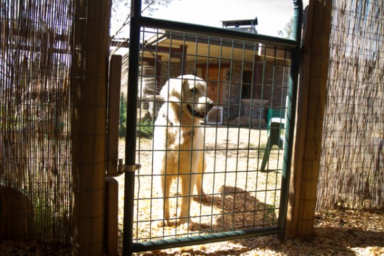 untitledNov 12_-65DGoldens