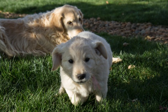 untitledNov 12_-66DGoldens