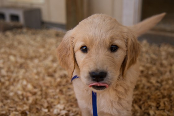 untitledNov 12_-77DGoldens