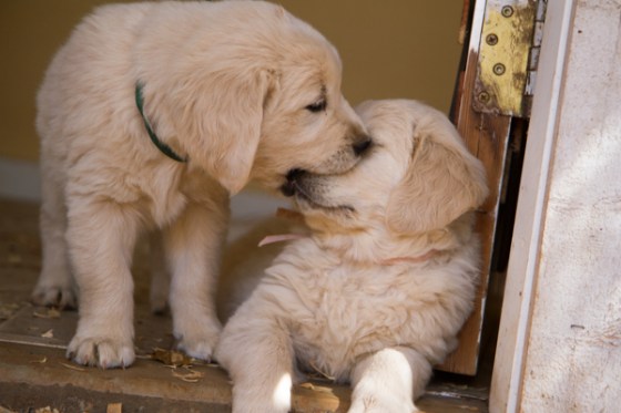 untitledNov 12_-97DGoldens