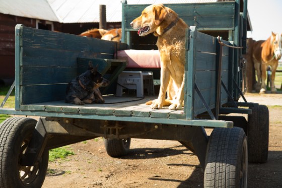 untitledNov 12_-100DGoldens