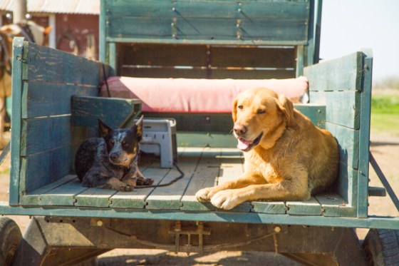 untitledNov 12_-106DGoldens