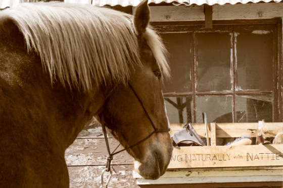 untitledNov 12_-112-EditDGoldens