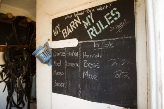 untitledNov 12_-116DGoldens