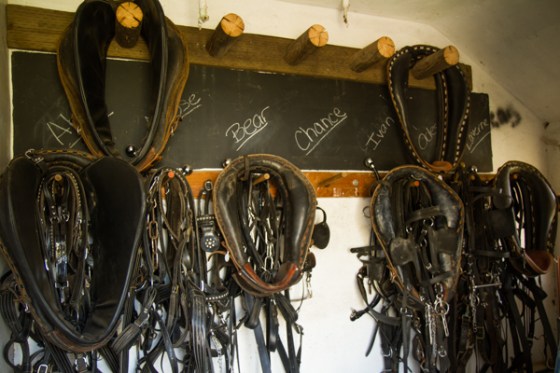 untitledNov 12_-119DGoldens