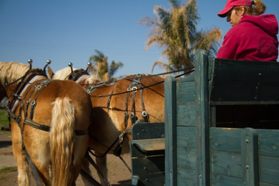 untitledNov 12_-129DGoldens