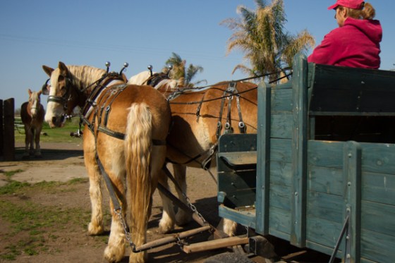 untitledNov 12_-130DGoldens