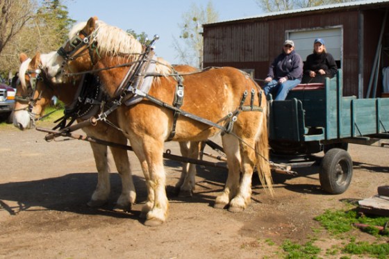 untitledNov 12_-138DGoldens