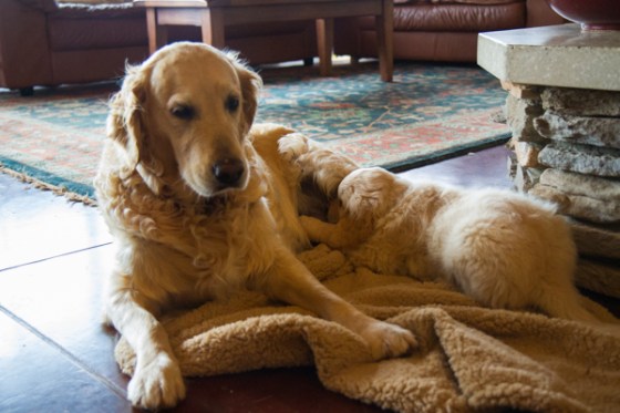 untitledNov 12_-143DGoldens