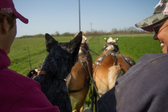 untitledNov 12_-149DGoldens