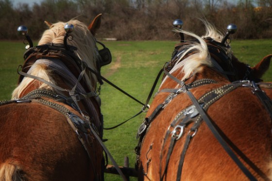 untitledNov 12_-159-Edit-EditDGoldens