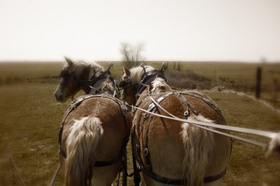 untitledNov 12_-164-Edit-EditDGoldens