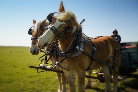 untitledNov 12_-182-Edit-Edit-EditDGoldens