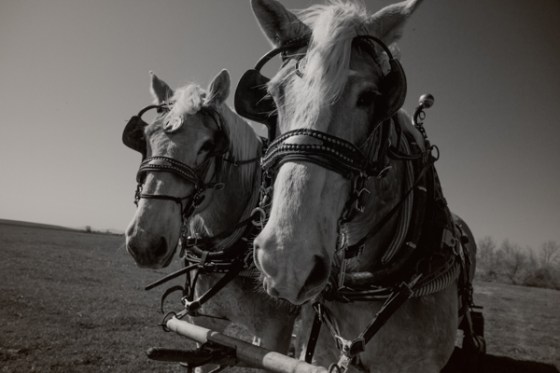 untitledNov 12_-203-Edit-EditDGoldens