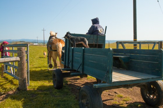 untitledNov 12_-207-EditDGoldens