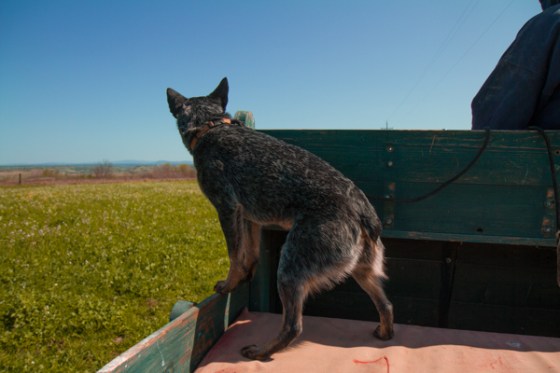 untitledNov 12_-208DGoldens