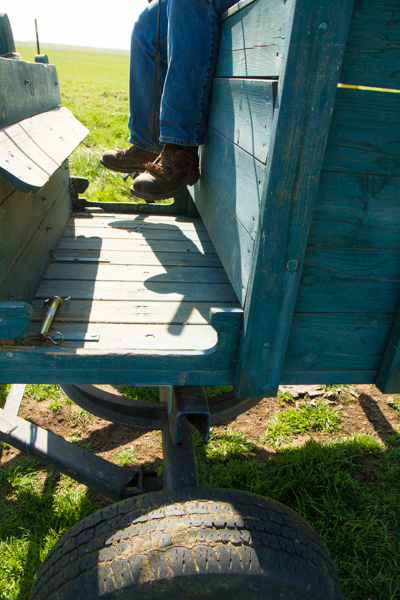 untitledNov 12_-215DGoldens