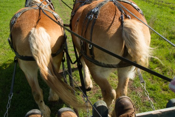 untitledNov 12_-222DGoldens