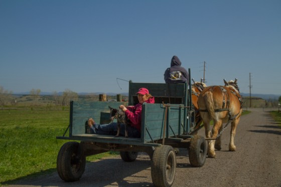 untitledNov 12_-238DGoldens